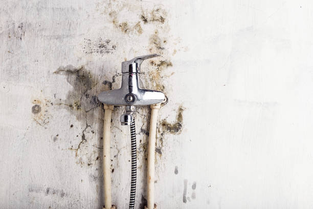 Best Fast Mold Removal  in Stone Ridge, VA