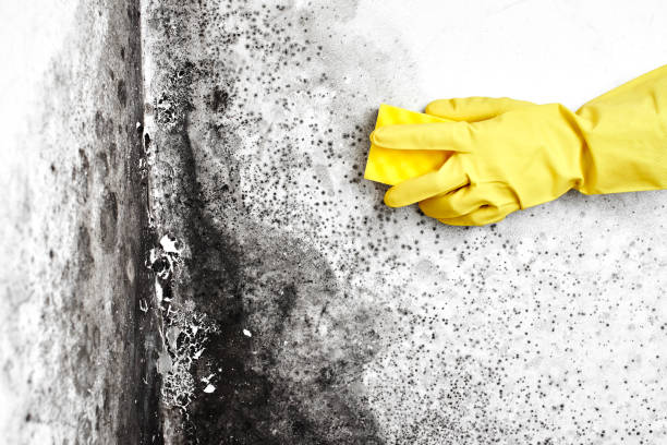 Mold Removal Process in Stone Ridge, VA