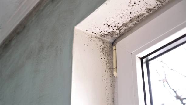 Best Black Mold Removal  in Stone Ridge, VA