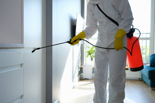 Attic Mold Removal in Stone Ridge, VA