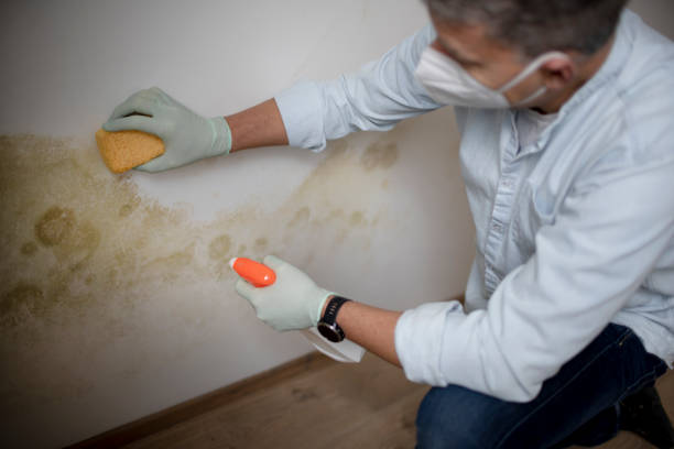 Mold Testing and Removal in Stone Ridge, VA