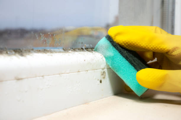 Best Affordable Mold Removal  in Stone Ridge, VA