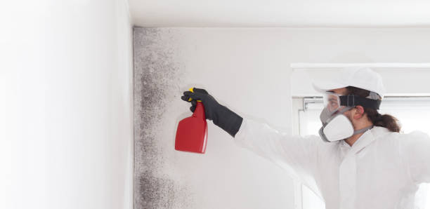 Best Office Mold Removal Services  in Stone Ridge, VA