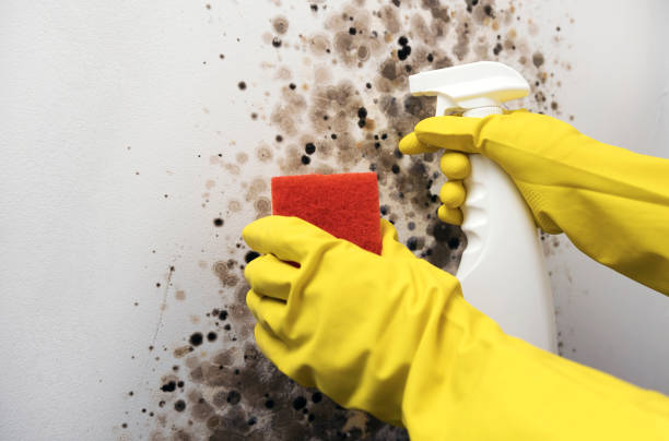 Best Home Mold Removal  in Stone Ridge, VA