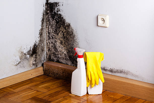 Best Mold Removal Company Near Me  in Stone Ridge, VA