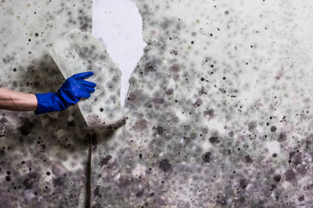 Best Attic Mold Removal  in Stone Ridge, VA
