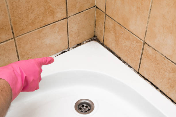 Best Affordable Mold Removal  in Stone Ridge, VA
