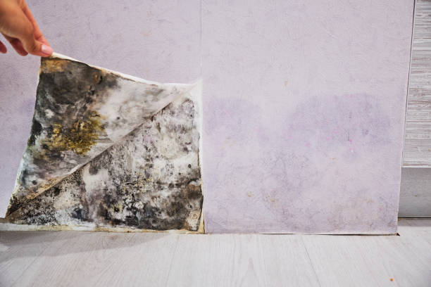 Best Affordable Mold Removal  in Stone Ridge, VA
